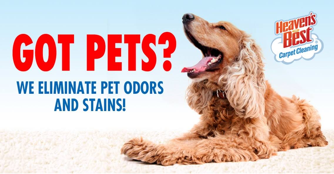 what is the best carpet for dog hair